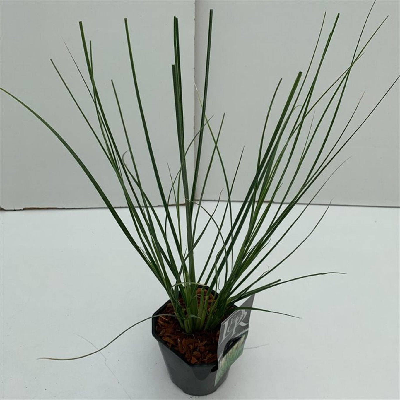 Cortaderia s. 'Mini pampas' - C2